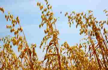  Governo do Estado recebe propostas para seguro rural em culturas de inverno